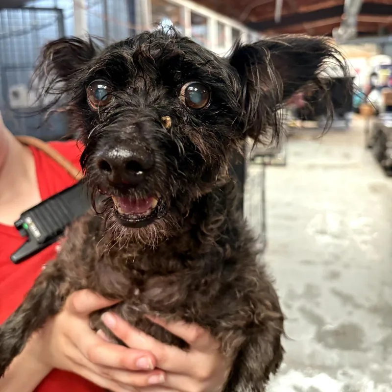 A senior small-sized male Mixed Breed dog named Teddy for adoption in Leander, TX