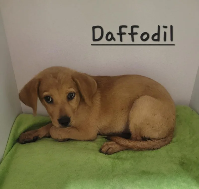 A baby medium-sized female Labrador Retriever dog named Daffodil for adoption in Huntsville, TX