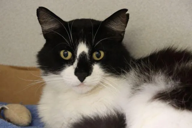 An adult small-sized male Turkish Van cat named Kendrick for adoption in Tucson, AZ