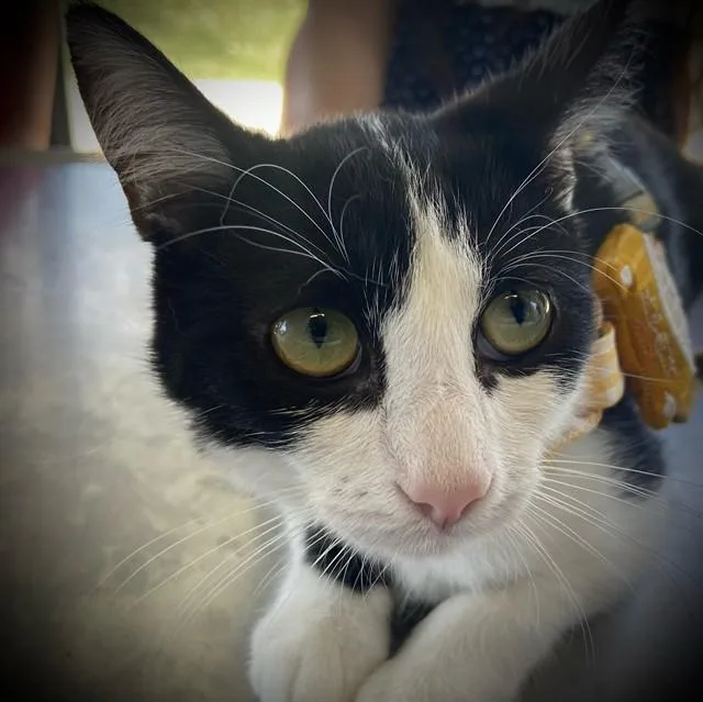 A young medium-sized female Domestic Short Hair cat named Fminnie for adoption in Baldwin Park, CA