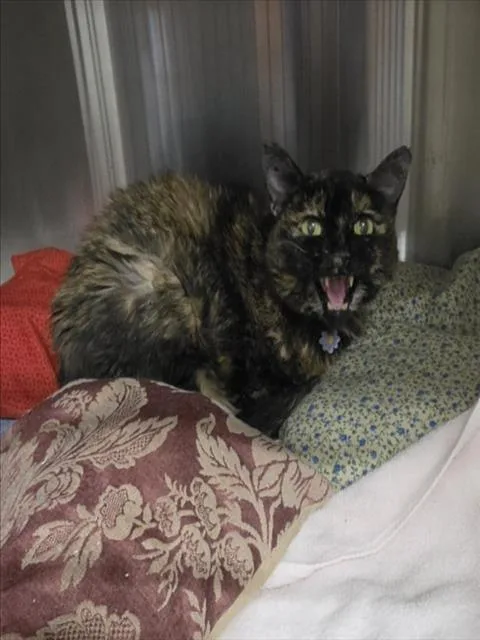 A senior small-sized female Domestic Short Hair cat named Jazz for adoption in Woodland, CA