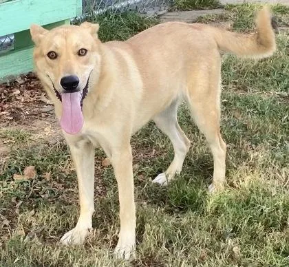 A young medium-sized female Yellow / Tan / Blond / Fawn Shepherd dog named Rhina for adoption in Glasgow, KY