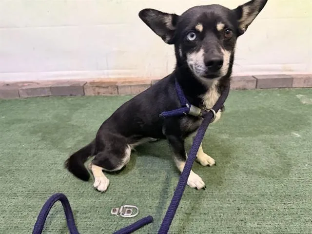 An adult medium-sized female Chihuahua dog named Jojo for adoption in Baldwin Park, CA