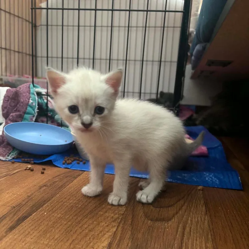 A baby small-sized female White Domestic Short Hair cat named Qtip for adoption in Bismarck, ND