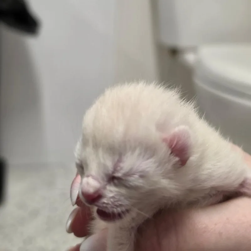 Qtip thumbnail 2