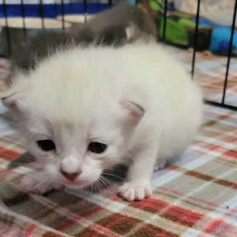 Qtip thumbnail 6
