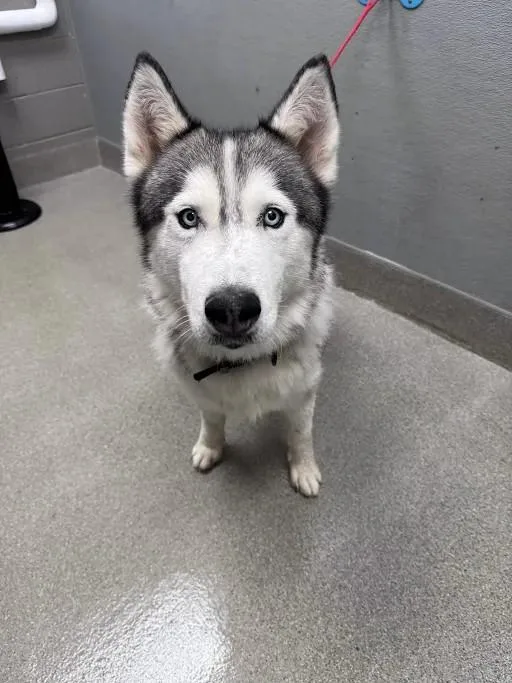 An adult large-sized male Siberian Husky dog named Zuma for adoption in Las Vegas, NV