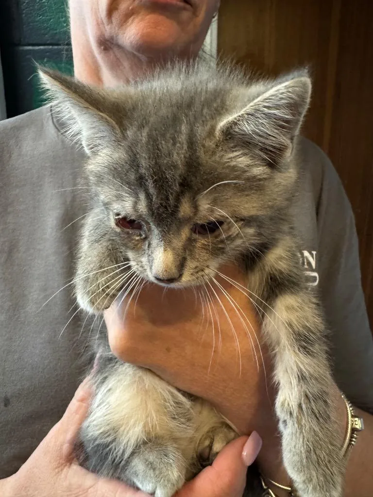 A baby medium-sized male Domestic Short Hair cat named Smokey for adoption in Johnson City, TN