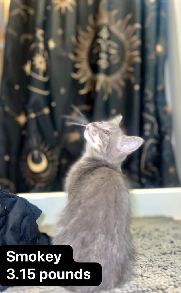 Smokey thumbnail 2