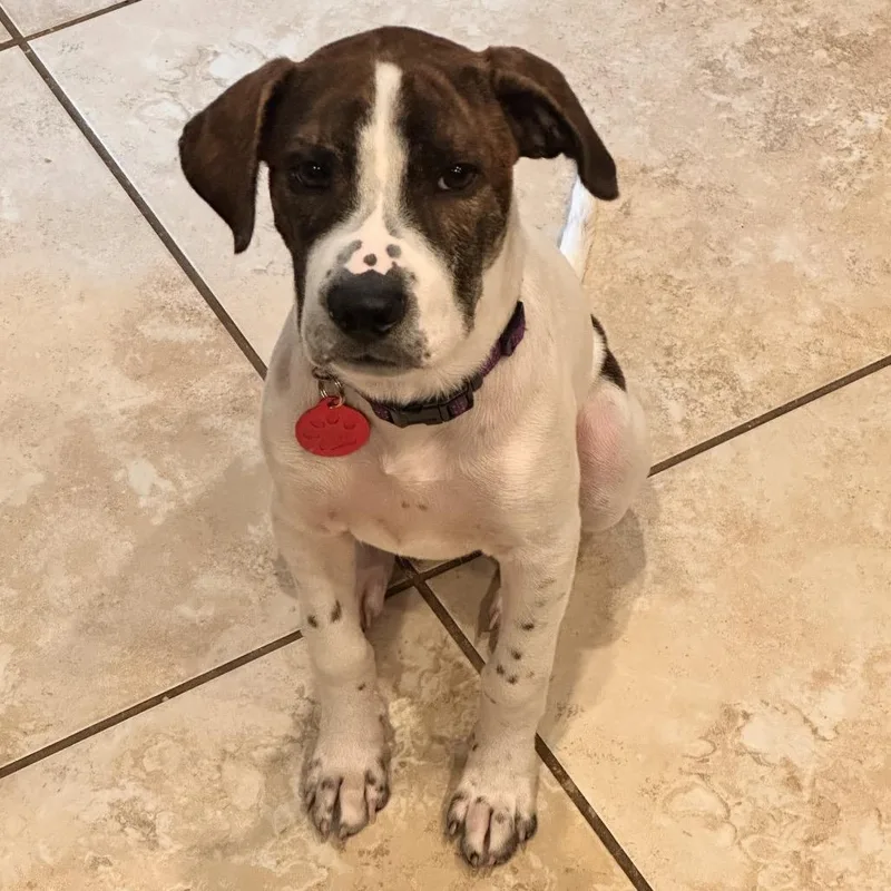 A baby small-sized female Jack Russell Terrier dog named Ruthie for adoption in Houston, TX