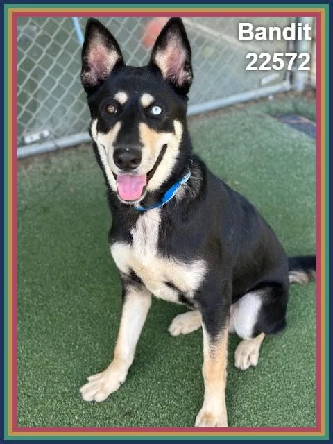 An adult large-sized male Siberian Husky dog named Bandit for adoption in Marietta, GA