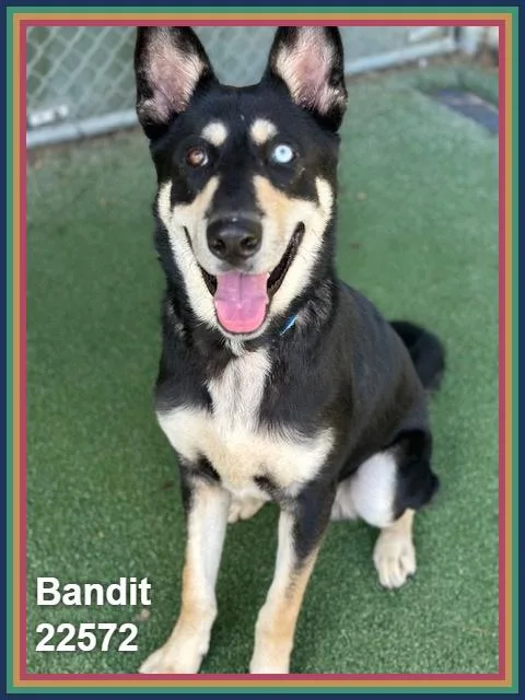 Bandit thumbnail 2