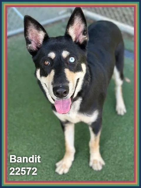 Bandit thumbnail 3
