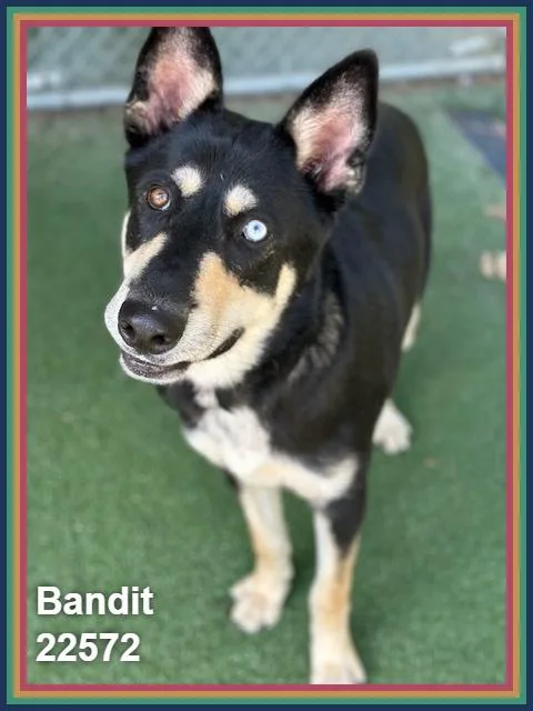 Bandit thumbnail 6