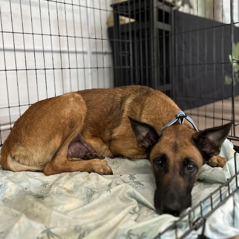 An adult small-sized female Brown / Chocolate Belgian Shepherd / Malinois dog named Mama Italy for adoption in Tampa, FL