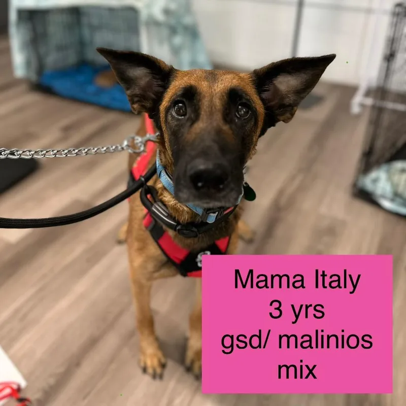 Mama Italy thumbnail 3