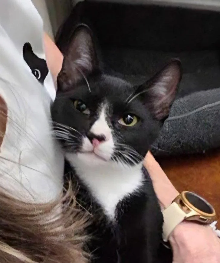 A young medium-sized male Tuxedo cat named Fabio for adoption in Magnolia Springs, AL