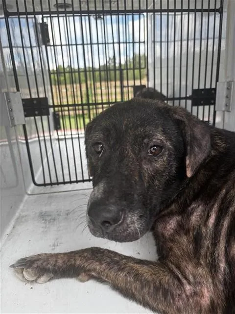 A baby large-sized female Plott Hound dog named A for adoption in Houston, TX