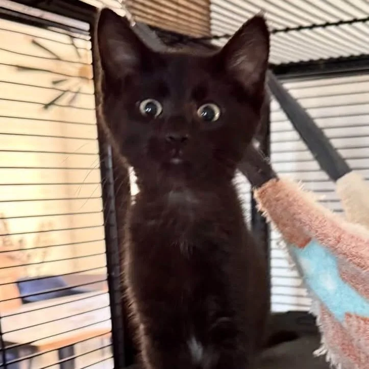 A baby medium-sized female Black Domestic Short Hair cat named Rey for adoption in Richmond, MO