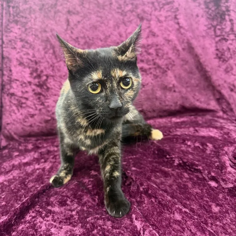 An adult small-sized female Tortoiseshell Domestic Short Hair cat named Saoirse for adoption in Raleigh, NC