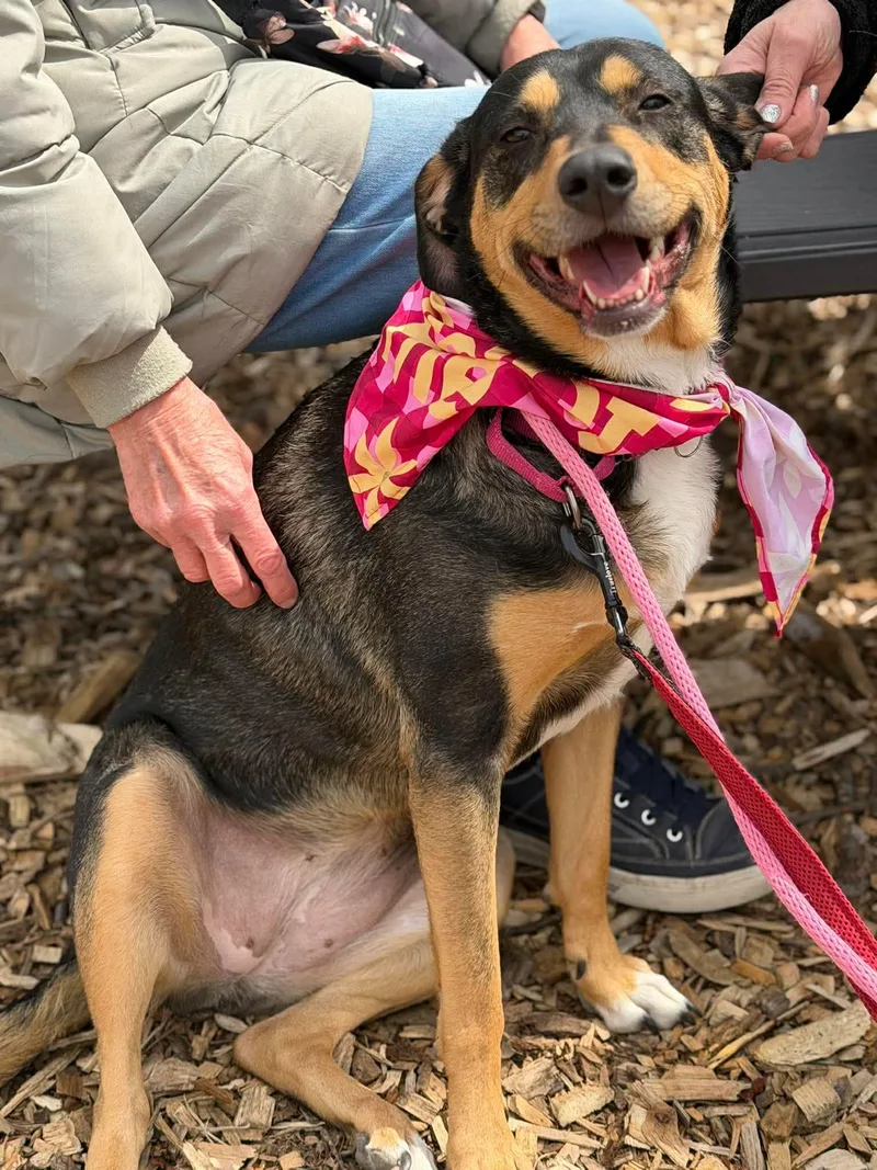 An adult large-sized male Hound dog named Rooney for adoption in Westwood, NJ
