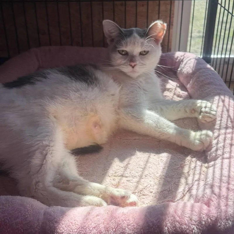 An adult medium-sized female Domestic Short Hair cat named Lil Mama for adoption in Richmond Dale, OH