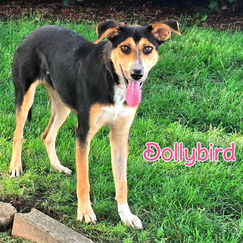 Dollybird