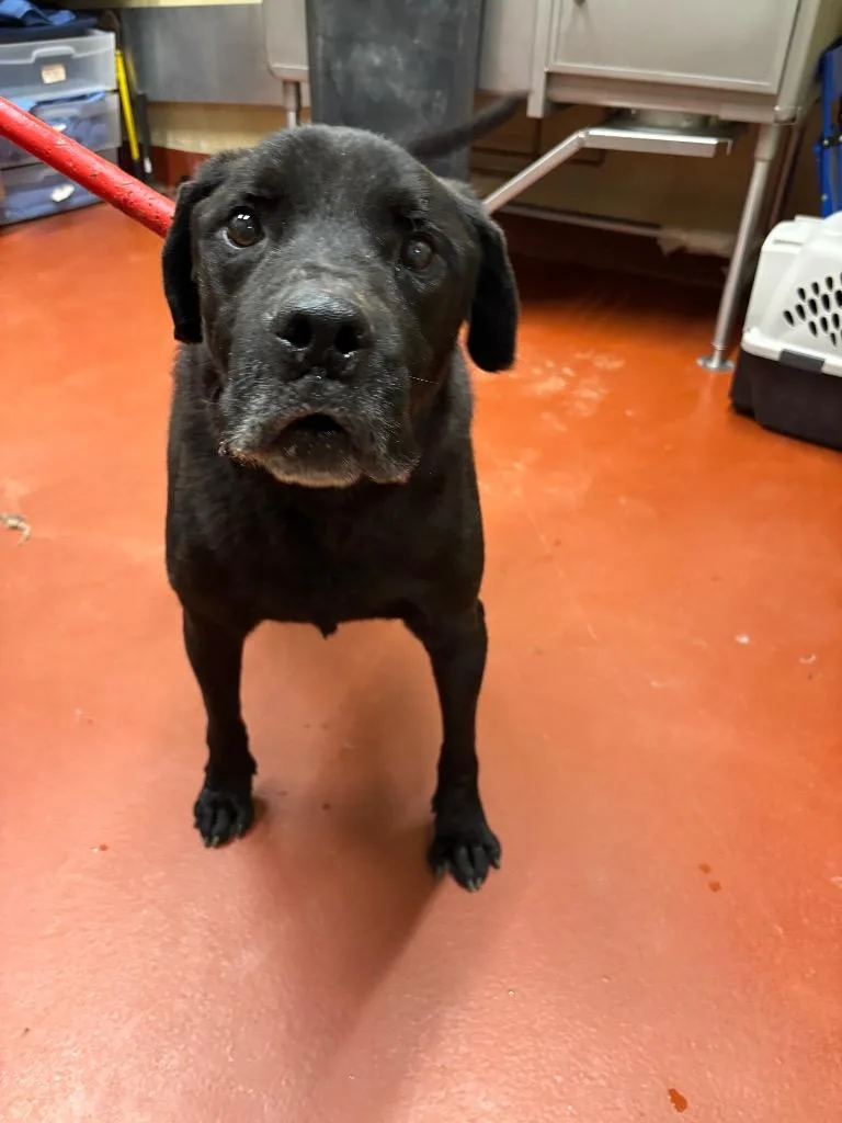 A senior extra large-sized male Labrador Retriever dog named Josiah for adoption in Douglasville, GA