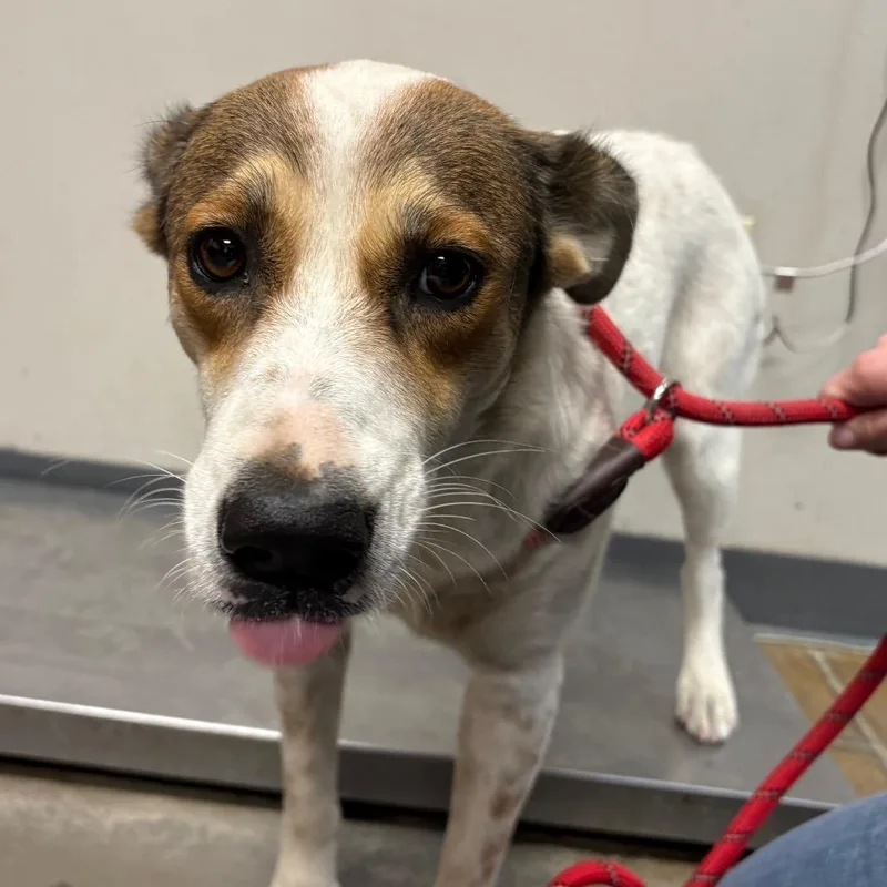An adult medium-sized female White / Cream Cattle Dog dog named Scout for adoption in Yuma, AZ