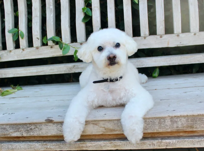 A senior small-sized male White / Cream Maltipoo dog named Ollie for adoption