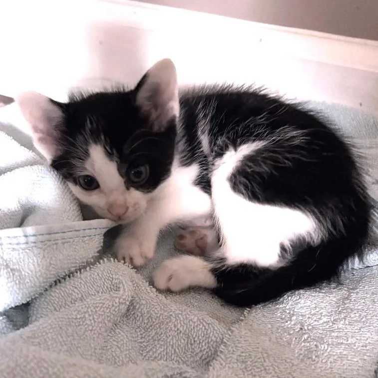 Remus thumbnail 2