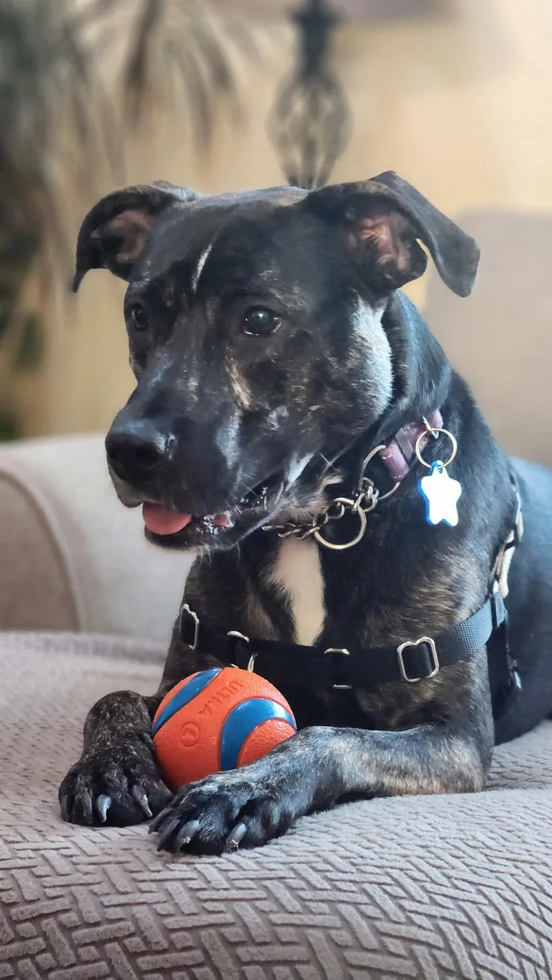 A young medium-sized male Mixed Breed dog named Archie for adoption in Holbrook, NY