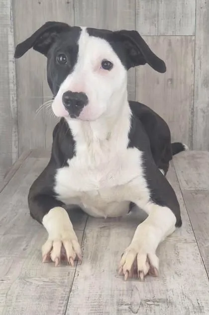 A young medium-sized female Terrier dog named Jetty for adoption in Shreveport, LA