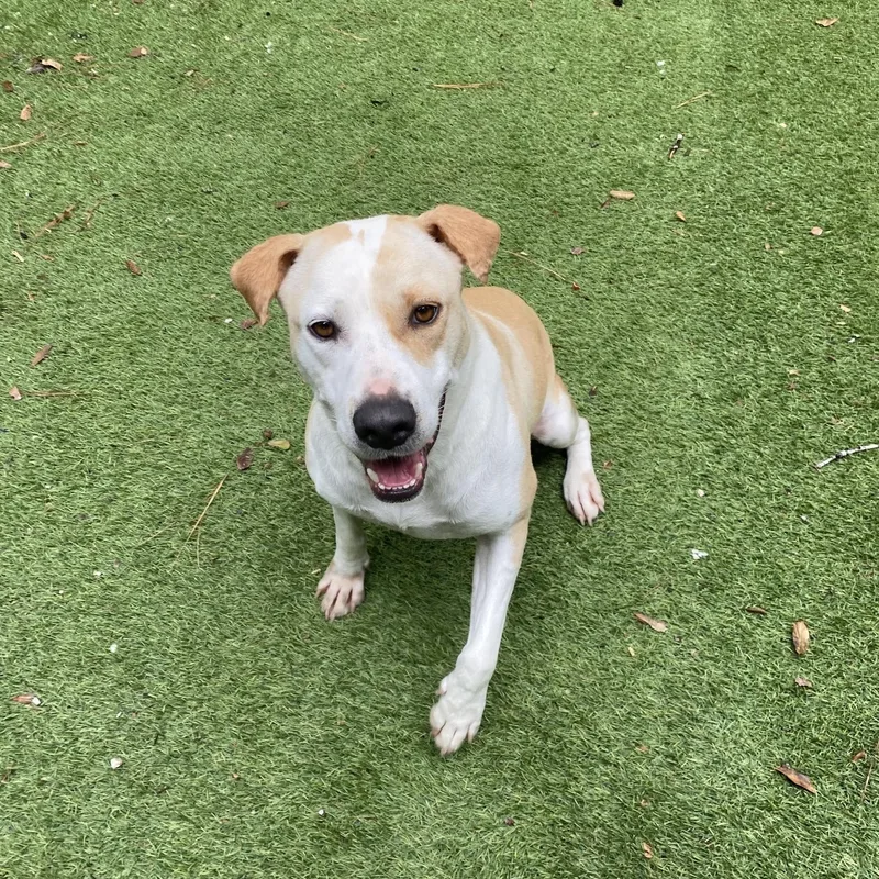 An adult medium-sized female Pointer dog named Minnie for adoption in Magnolia, TX