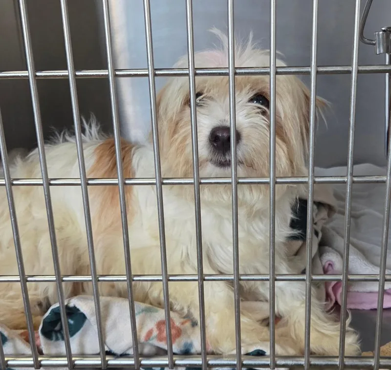A young small-sized female Havanese dog named Madison for adoption in Warren, MI
