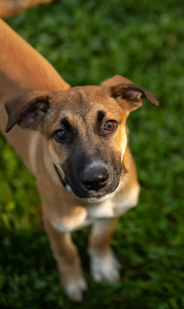 A baby large-sized male Shepherd dog named Brodie for adoption in Stratham, NH
