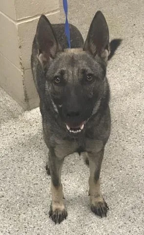 A young medium-sized female Belgian Shepherd / Malinois dog named Sky for adoption in Conroe, TX