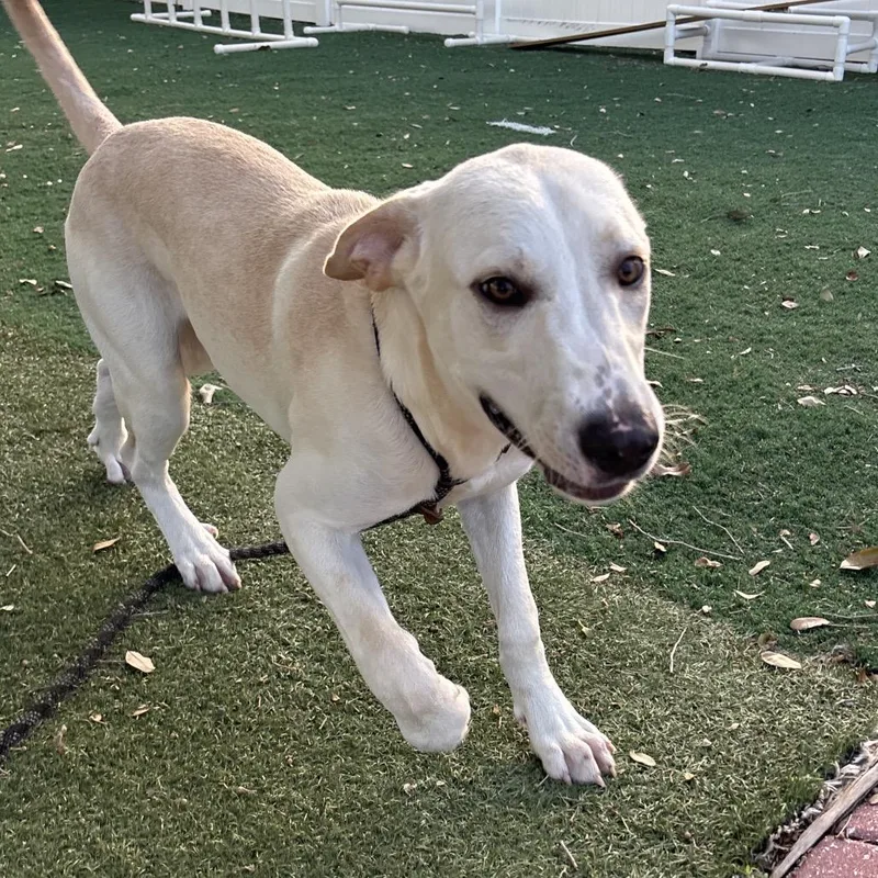A young medium-sized male Yellow / Tan / Blond / Fawn Mixed Breed dog named Sequoia for adoption in Naples, FL