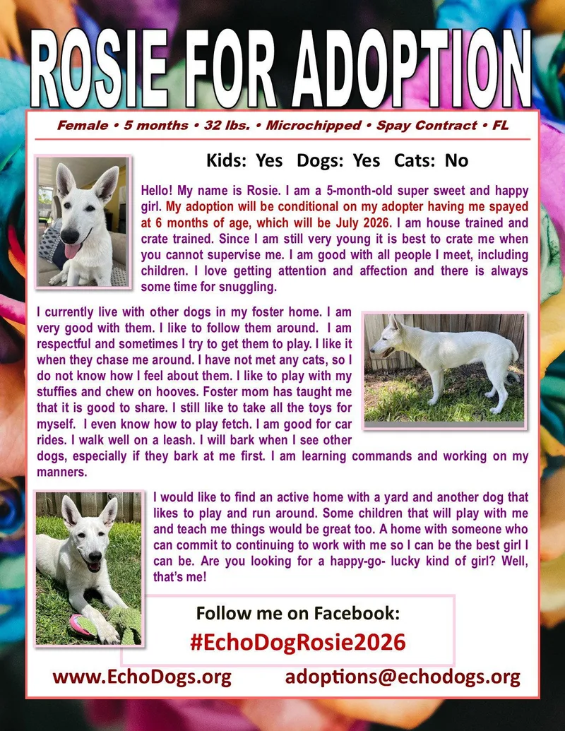 A young large-sized female White German Shepherd dog named Rosie for adoption in Londonderry, NH