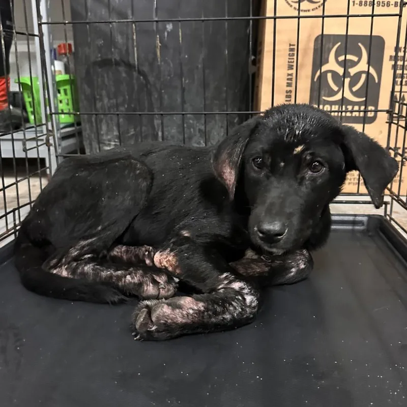 A baby medium-sized male Black Shepherd dog named Jojo for adoption in Edinburg, TX