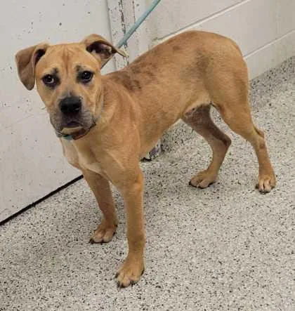 A young large-sized male Yellow / Tan / Blond / Fawn Mixed Breed dog named Rye for adoption in Kansas City, MO