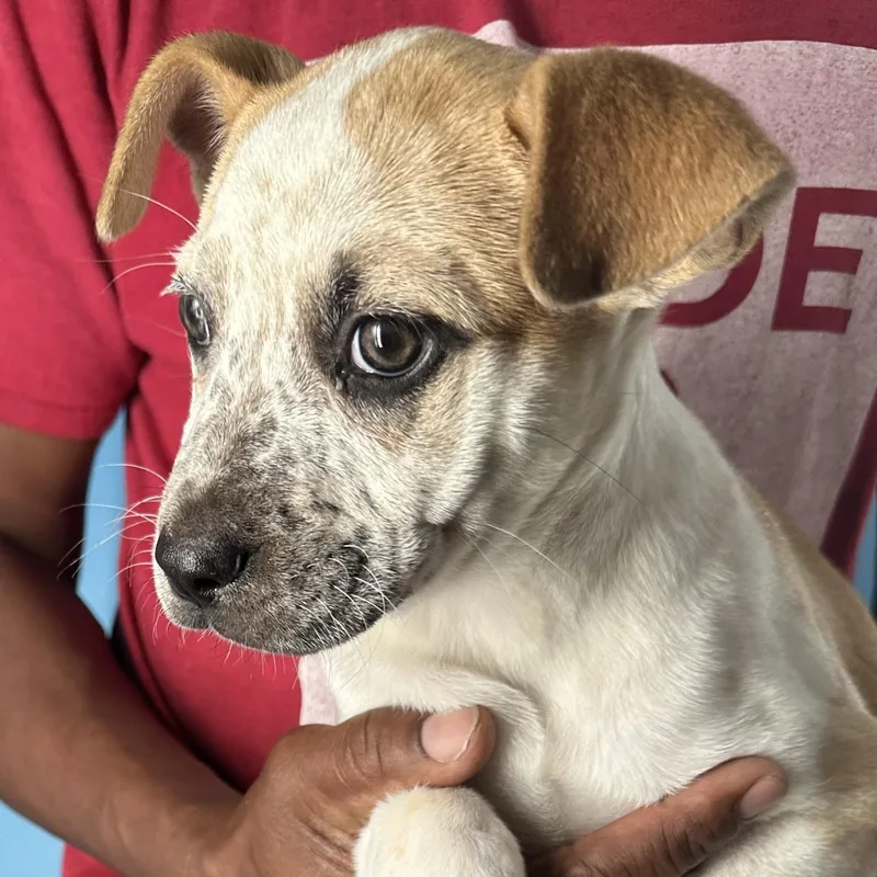 Penny  Local April thumbnail 2