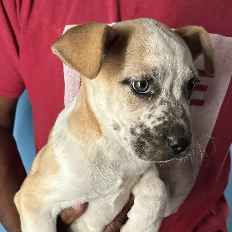 Penny  Local April thumbnail 3