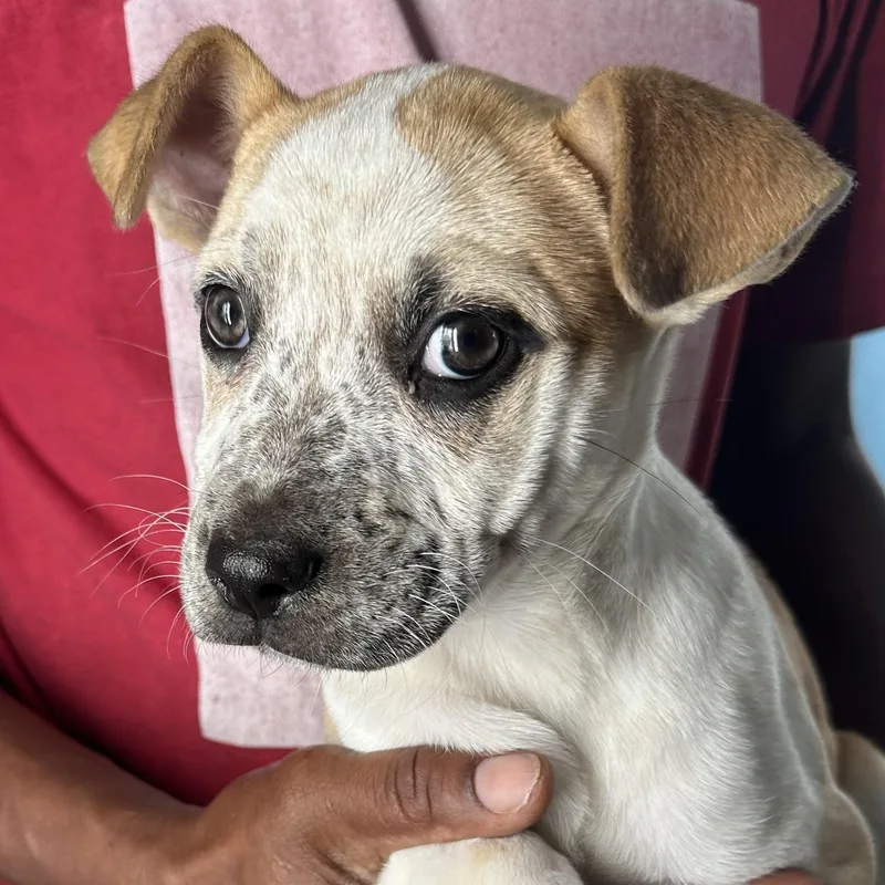 Penny  Local April thumbnail 4