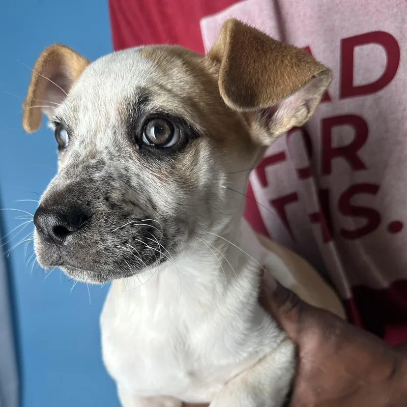 Penny  Local April thumbnail 5