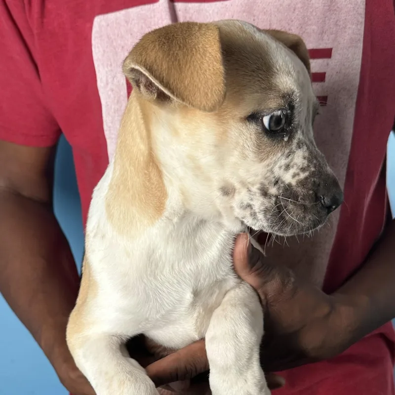 Penny  Local April thumbnail 6