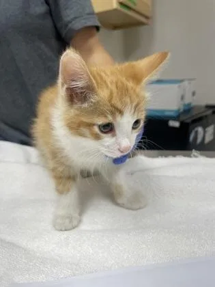 A baby small-sized male Domestic Short Hair cat named Mac for adoption in Sacramento, CA