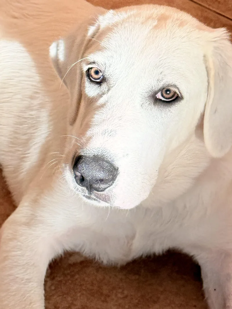 A young large-sized female Akbash dog named Mia Grace ATX for adoption in Quinlan, TX
