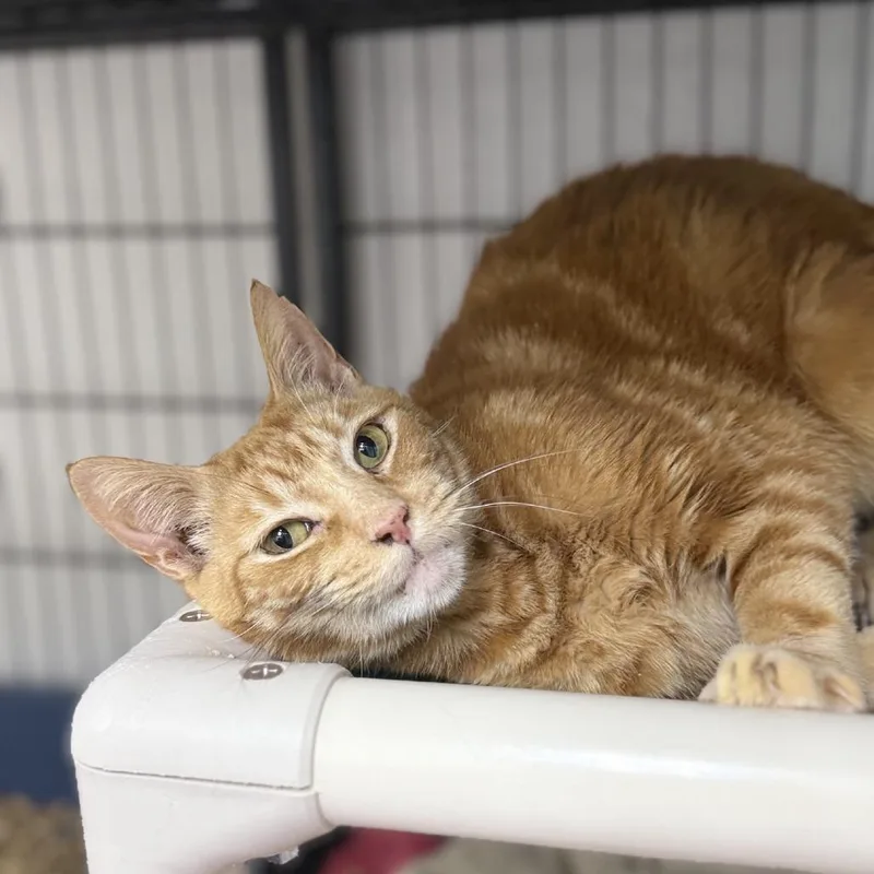 Goldfinch thumbnail 4