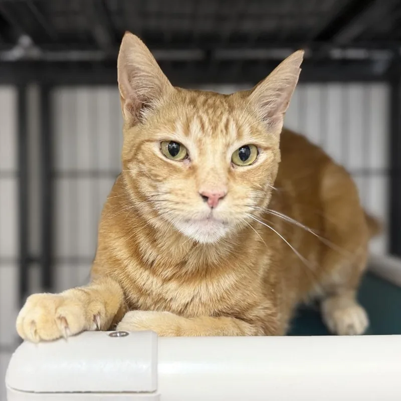 A senior medium-sized male Orange / Red Domestic Short Hair cat named Goldfinch for adoption in Ridgely, MD